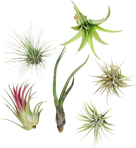 Miniatura 15 de 4 Live Air Plants, Hand Selected Assorted Variety of Species, Tropical Houseplants for Home Décor and DIY Terrariums (4-Pack)
