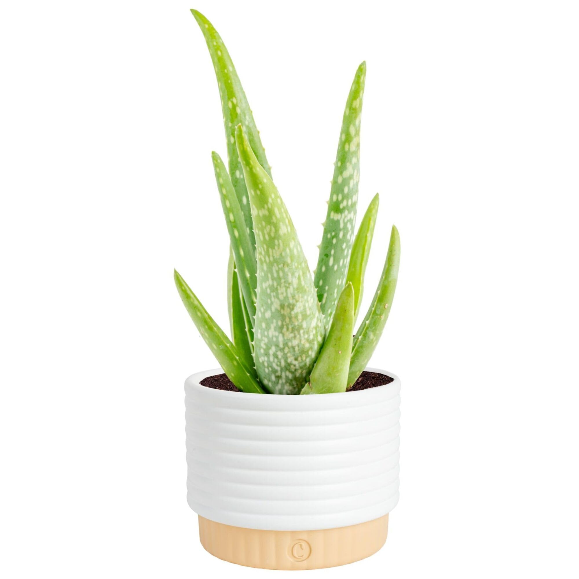 Costa Farms Aloe Vera Live Plant in Decorative Pot, Easy to Maintain, Air Purifying Succulent Indoor Houseplant, Home, Room, or Office Decor, House Warming or Birthday Gift, 12-18 Inches Tall