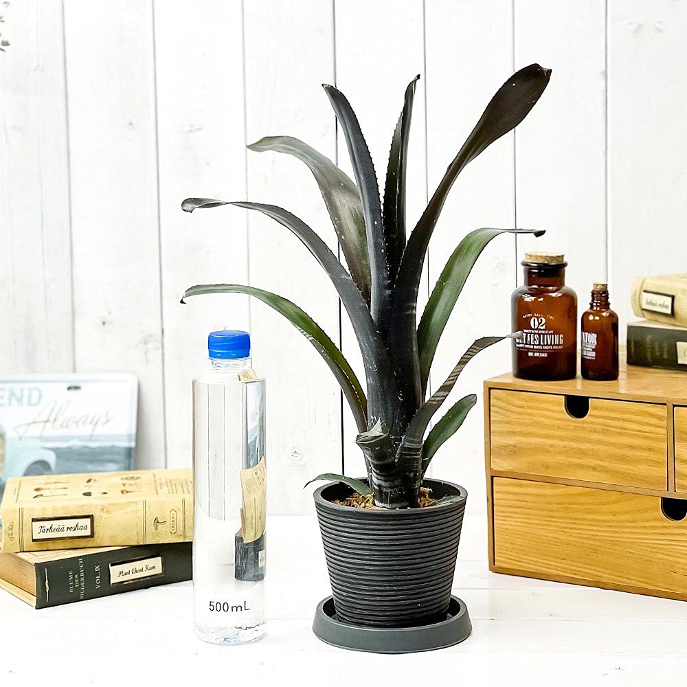 Amazon.co.jp: PLANCHU 観葉植物 ビルベルギア ダースベイダー 4号樹脂