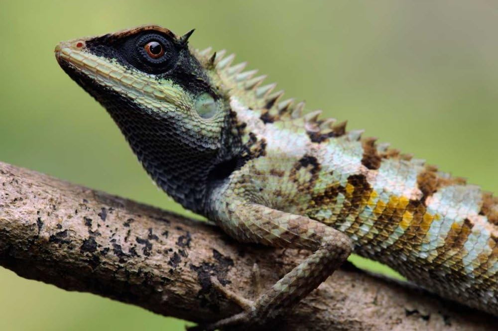Forest Crested Agama Lizard, Krabi, Thailand - Fine Art Print on Fine Art Paper - Print ON Paper ONLY -NO Frame - Image Size is 20 x 13 inches Inch