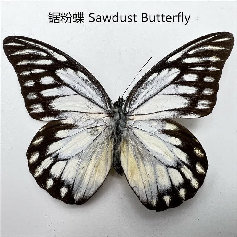 Natural Butterflies for Collection, Assorted Dry-Preserved Tropical Butterflies, Real Specimens Entomology, Butterfly Natural, Decorations, Butterflies Wall Décor (30)