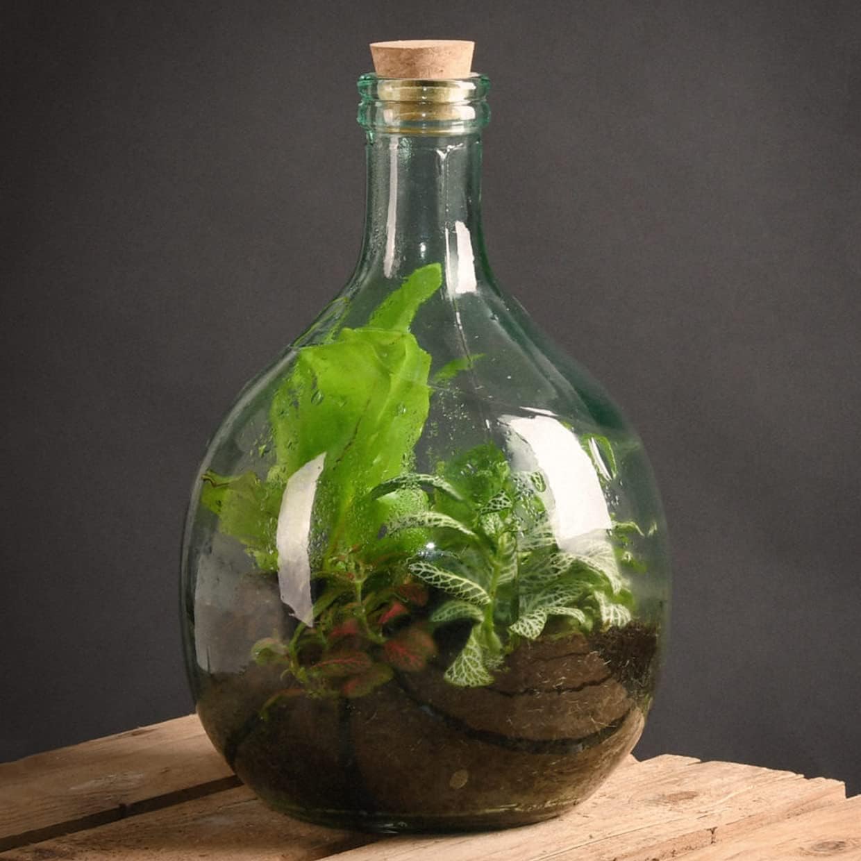 Minkissy 2er Set Mini Aquarium Flaschen - DIY Landschaftsbau Mit LED Beleuchtung