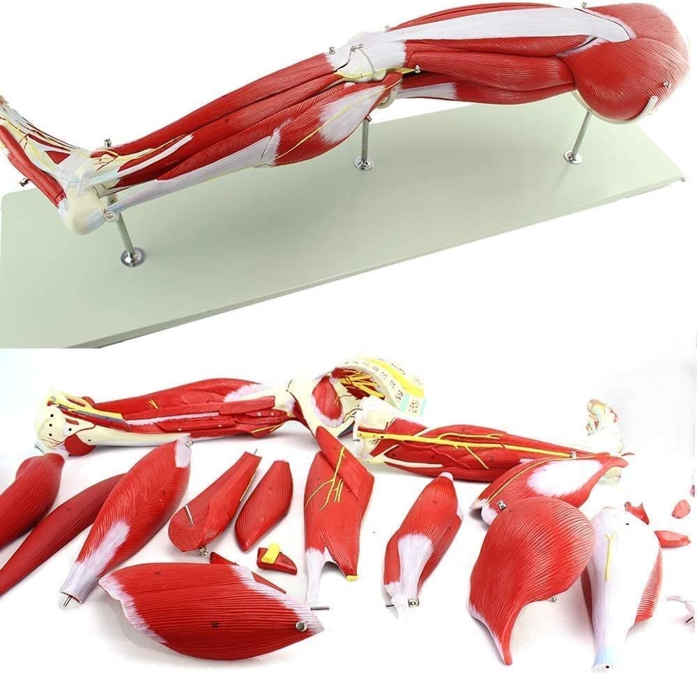 Buy OPOGER Anatomy Model Muscles Muscle Leg Model Human Anatomy Lower