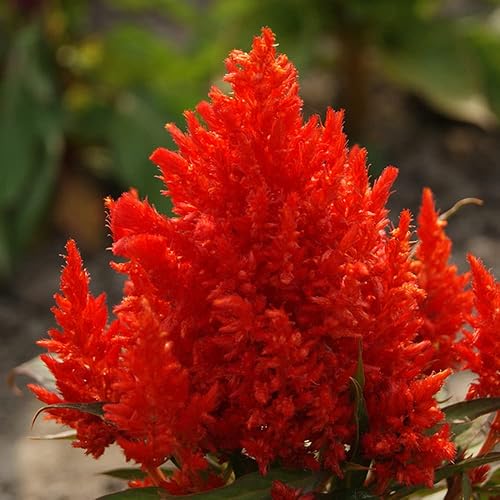 Miniatura 2 de 1000 Celosia Plumosa Scarlet Plume semillas de flores rojas