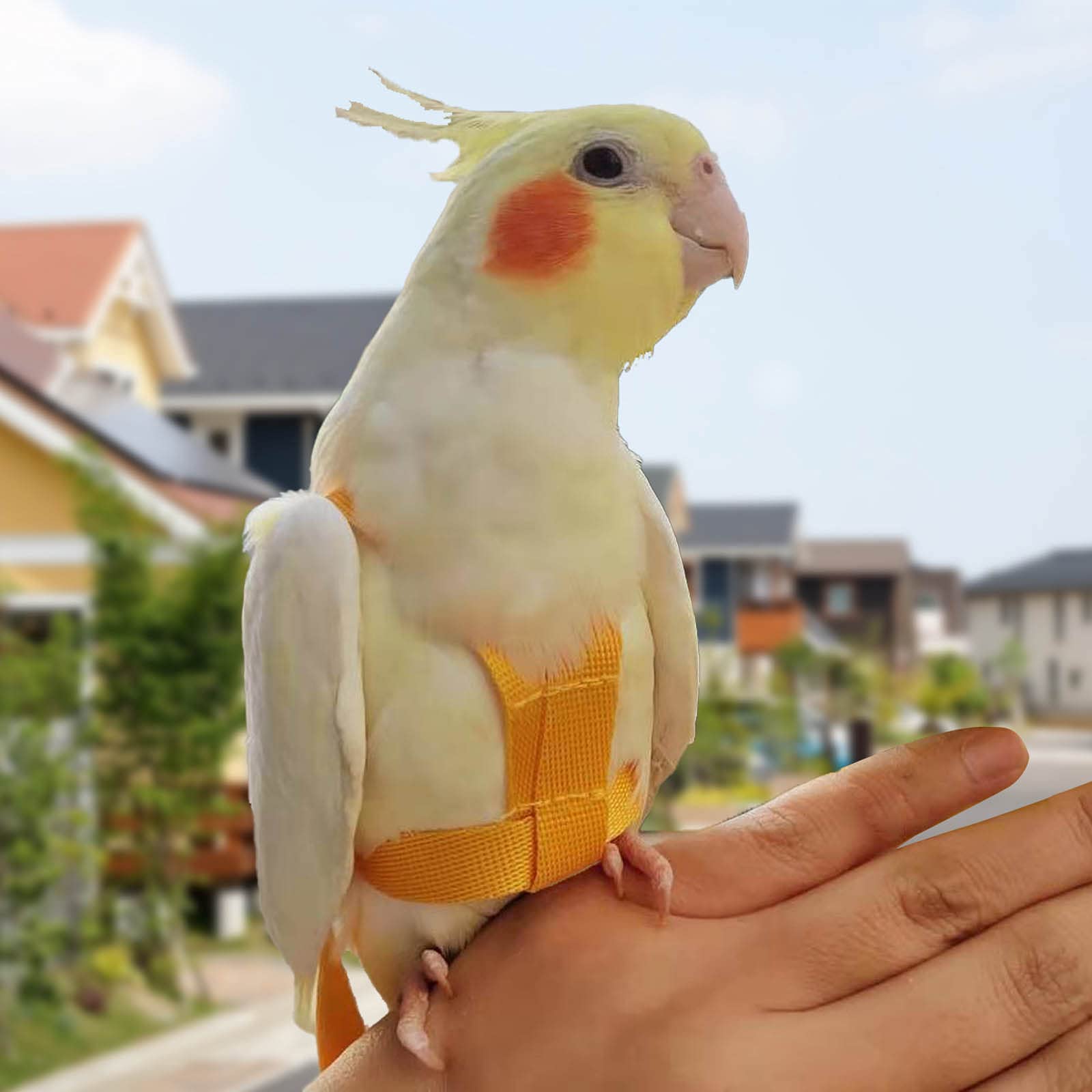 Arnés para Loros Correa Ajustable para pájaros de compañía Correa elástica antimordeduras para Loros cacatúas guacamayos — view 5