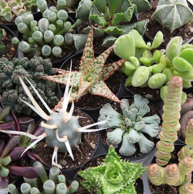 Cactus y Suculentas | DECOALIVE | Pack 10 Plantas | Plantas Crasas para el Hogar