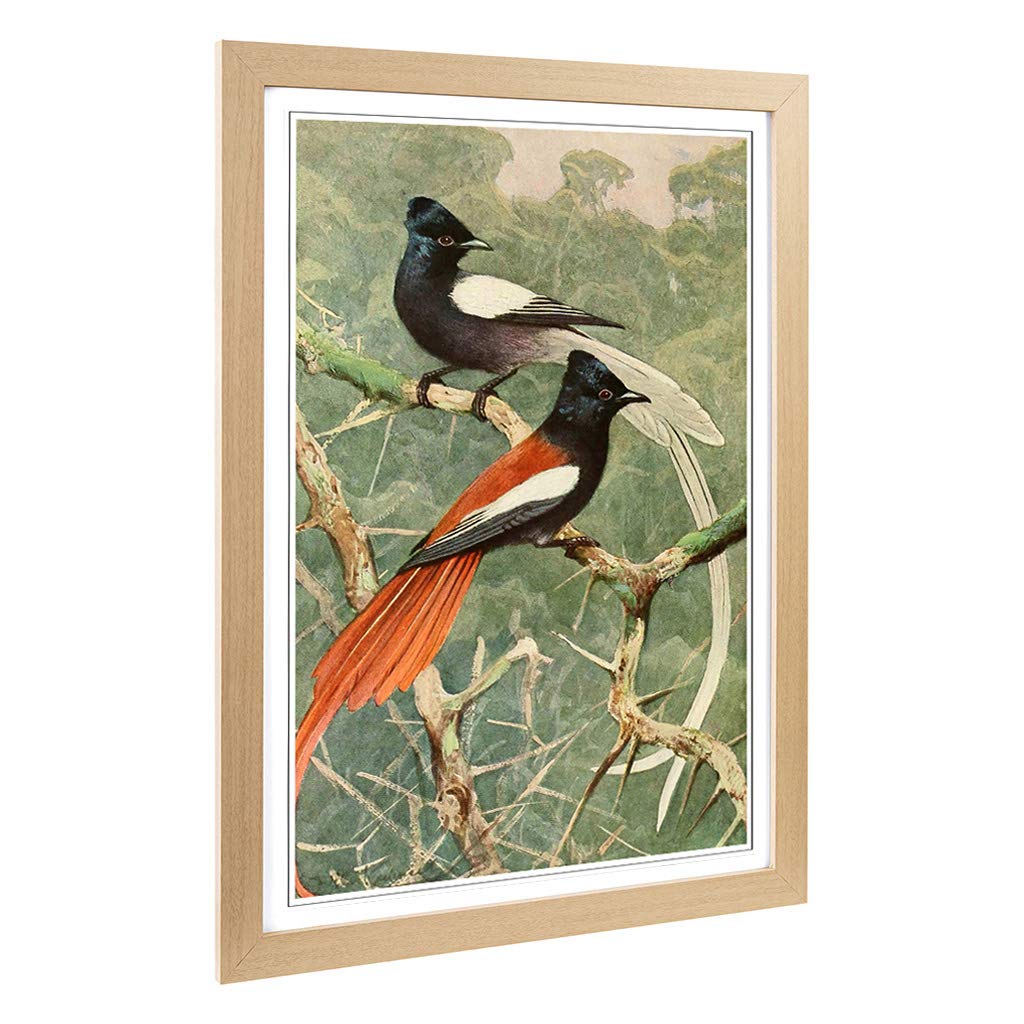 Big Box Art Framed Print of Vintage W Kuhnert Birds of Paradise Design | Wall Art Picture | Home Decor for Kitchen, Living Room, Bedroom, Hallway, Oak, A2 / 24.5x18 Inch / 62x45cm
