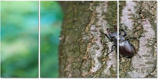 3 Piece Wall Art Framed Large Big Canvas Wall Art Decor For Living Room Bedroom Kitchen Office Deer beetle a tree trunk bark the garden summer Paintings Artwork Pictures Prints