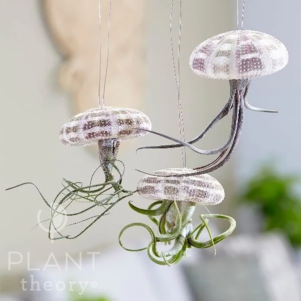 Plant Theory Tillandsia Hanging Jellyfish Air Plant Hanging Jellyfish Indoor Plant