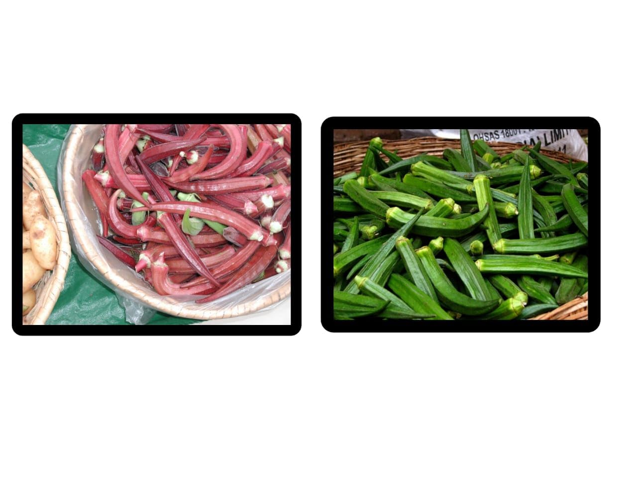 ASPEN® Combo Green Okra/Green Bhindi Seeds/Rare Variety Red Okra/Red Bhindi Seeds (Pack of Each 60 Seeds) (Seed - 118_Baz)-image-14
