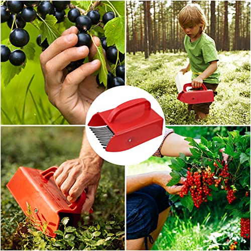 Beerenkamm KOUHA Beerenpflücker für Heidelbeeren und Johannisbeeren