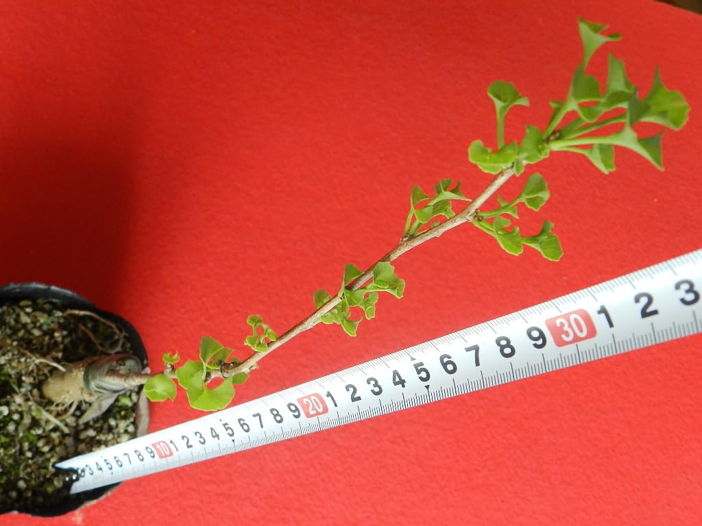 京苺 杏委 京都 梅園 あんがさね4種入×4セット(4種入×4セット): 近畿