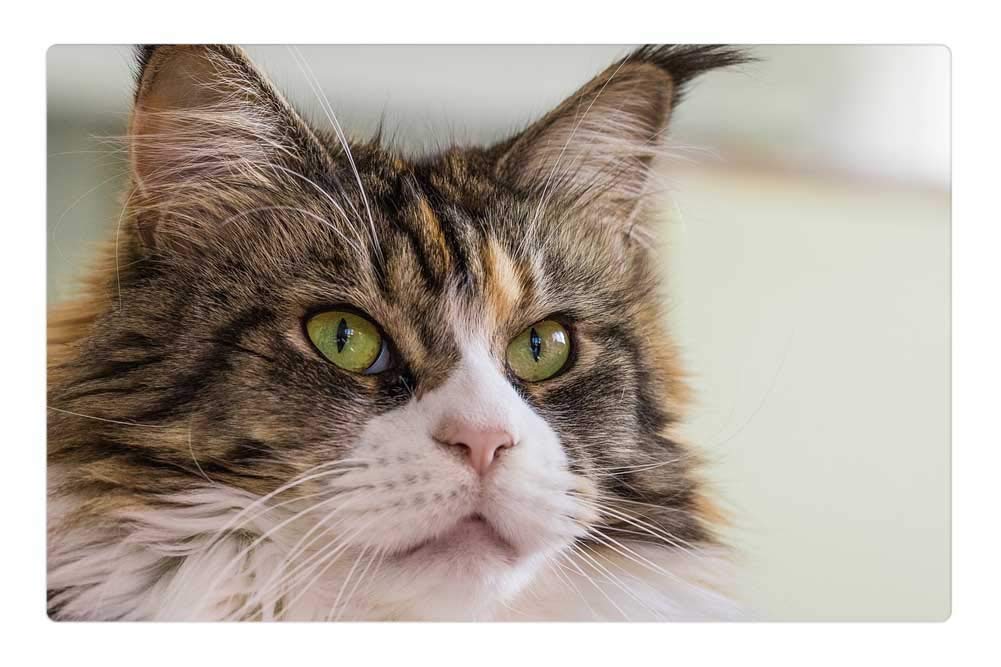 LESGAULEST Doormat Floor Rug/Mat (23.6 x 15.7 inch) - Cat Thoroughbred Domestic Cat Mustache Cat Eyes