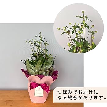 Amazon.co.jp: 敬老の日 プレゼント 秋明菊 ももいろブーケ 5号