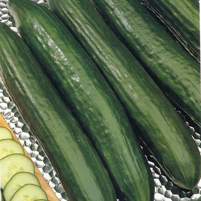 Gardeners Kitchen - Cucumber Plants - F1 Burpless Tasty Green - 3 X 9cm Pot Vegetable Plants.