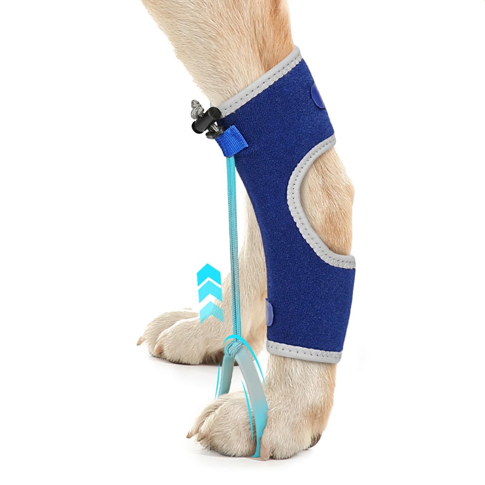 GoGoPaw Dog Knuckling Braces Wrap for Hyperflexion of Phalanges Cause by Sciatic Nerve Damage & Carpal Flexural Deformity - Dual Locking Straps for Safe Adjustable Toe Lift Support (Blue, Large)