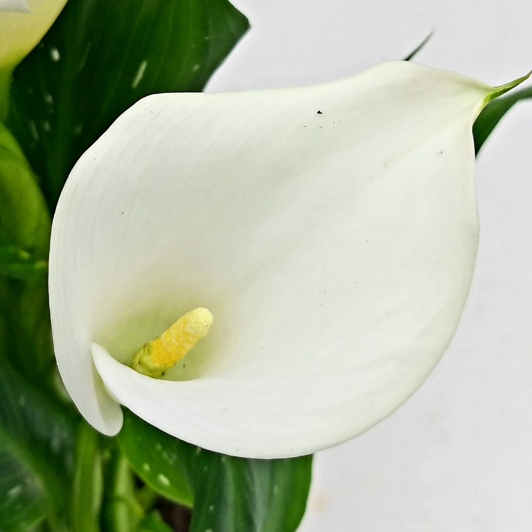 POWERS TO FLOWERS - CALLA DA GIARDINO TRIS, GIALLA, ROSA e BIANCA, VASO 14CM, CONSEGNATE AD INIZIO FIORITURA, Piante vere