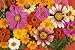 Garden Innovations GF1000 10-Inch by 10-Foot Roll Out Flowers, Garden Fragrance