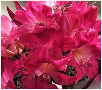 Rose Hot Pink Amaryllis Belladonna | 3 Medium Bulbs | Rare Color Amaryllis | Ideal for Indoor & Outdoor Planting | Vibrant Amaryllis Flower