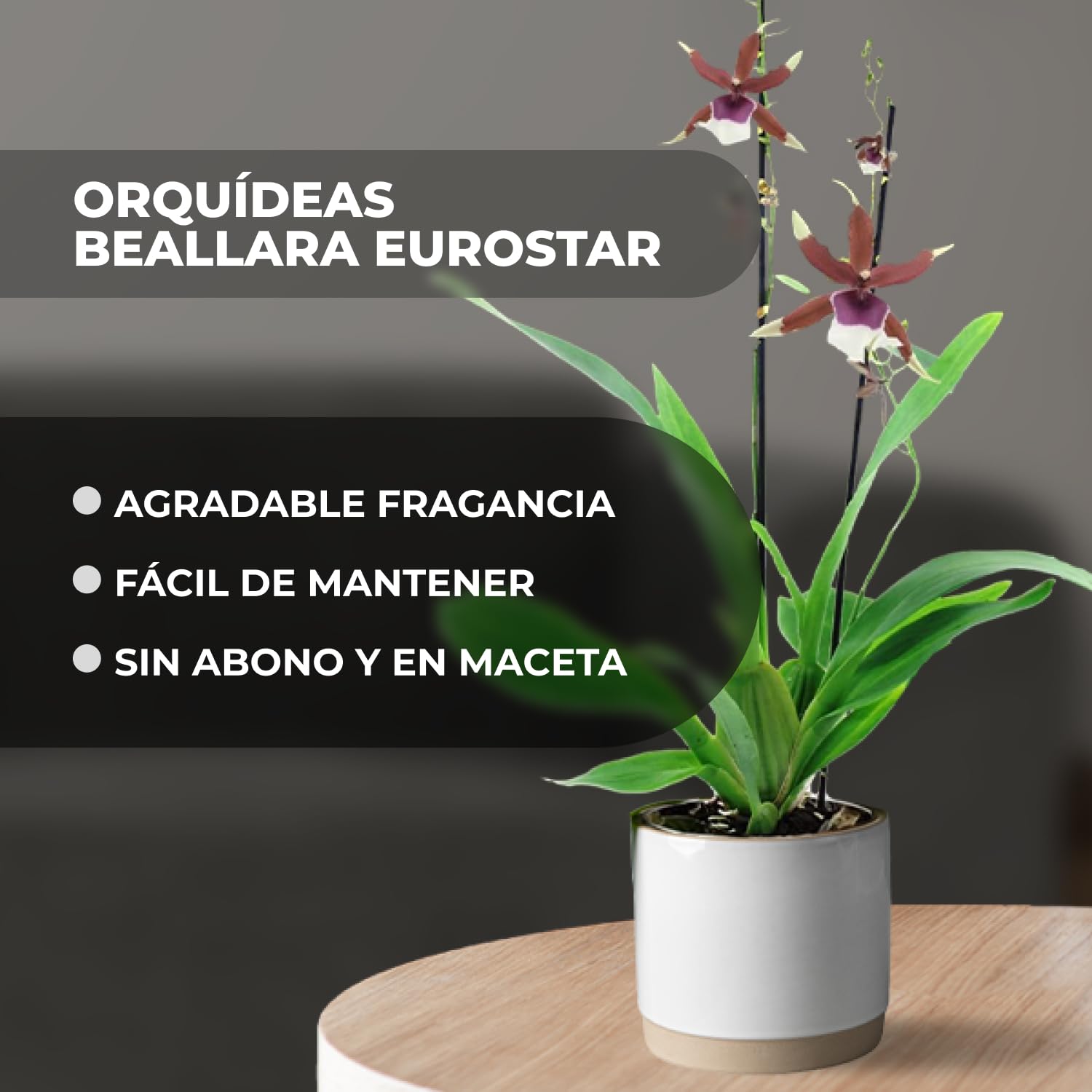 Orquídeas Beallara Eurostar auténticas, 2 plantas de interior grandes de Holanda, de 30 a 40 cm de altura con flores y fragantes