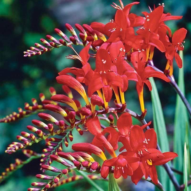 Crocosima Lucifer Bulbs for Planting - Stunning Red Blooms (6 Bulbs)