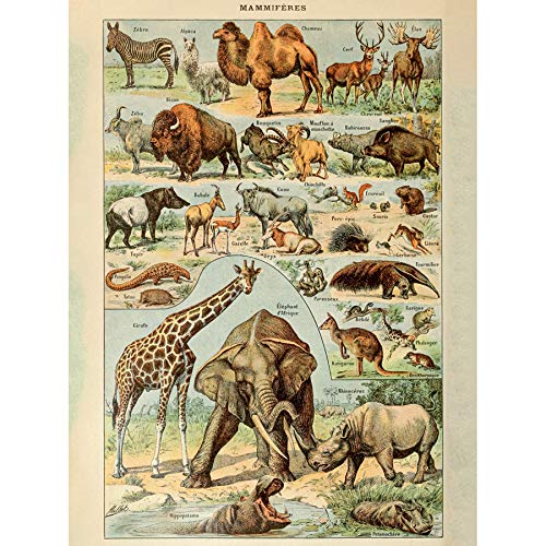 Artery8 Millot Encyclopedia Page Mammals Camel Giraffe Art Print Canvas Premium Wall Decor Poster Mural
