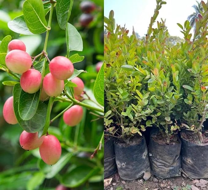 Image of Live Karonda Fruit Plant for Home Garden ? Outdoor, Healthy Live Plant ? Berry Shrub ? Easy to Grow ? Pack of 1