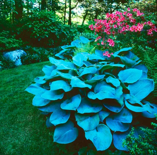 CHUXAY GARDEN Blue Hosta Seeds for Rare Home Landscaping White Edge Leaves 100 Seeds Plant