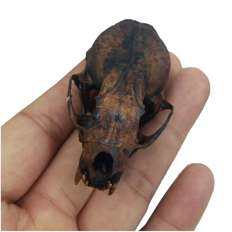 Amazon.co.jp: イタチの頭蓋骨モデル 本物の動物の頭蓋骨の剥製