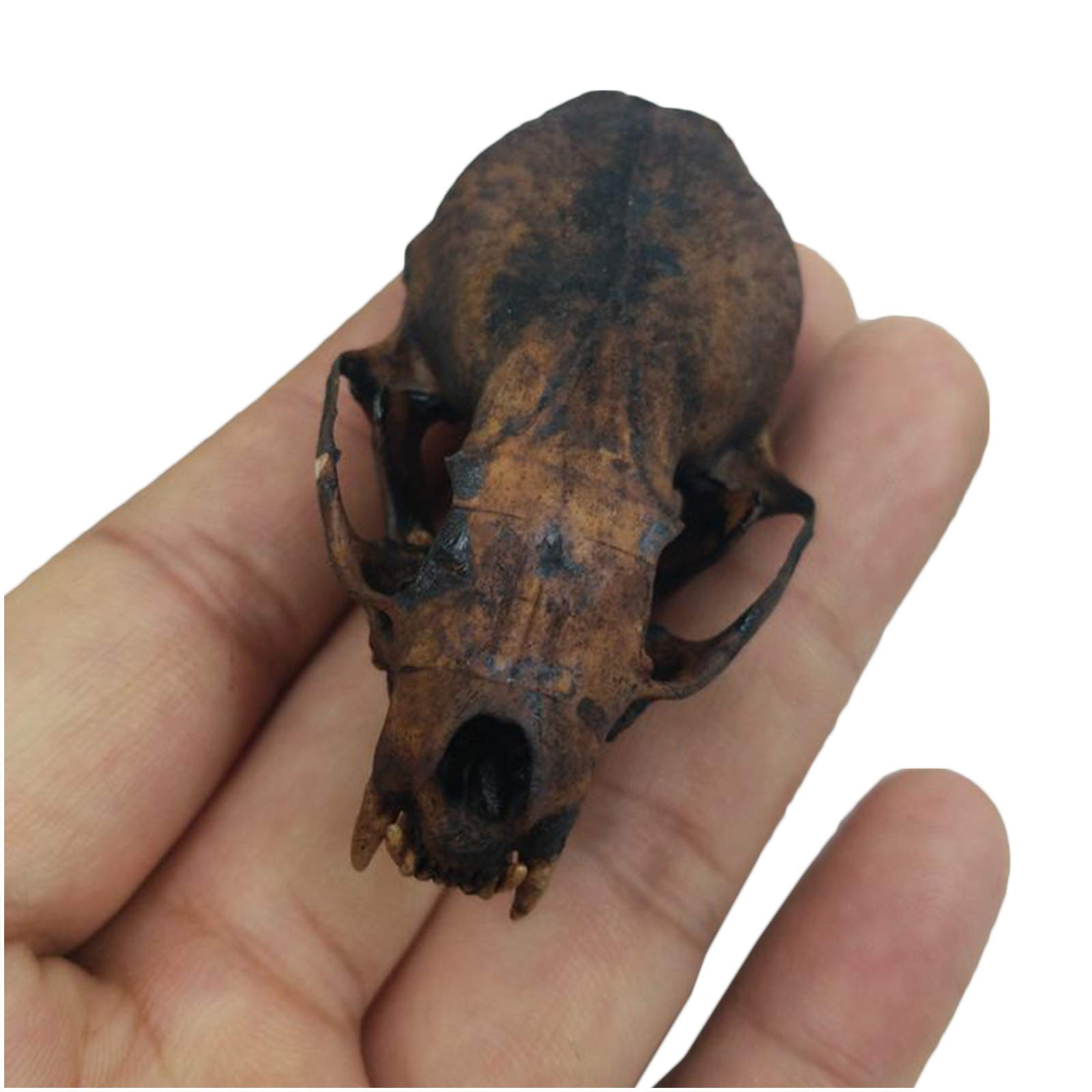 Amazon.co.jp: イタチの頭蓋骨モデル 本物の動物の頭蓋骨の剥製