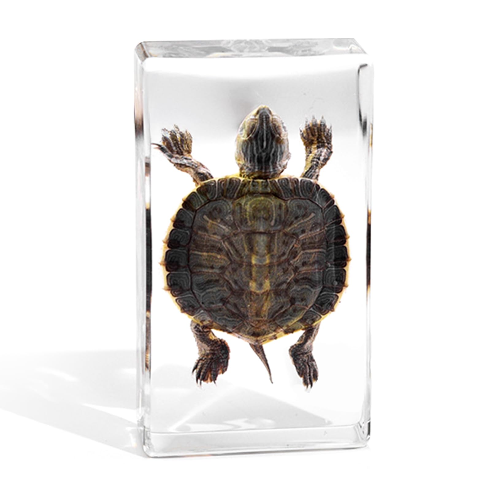 Taxidermy Turtle, Real Taxidermy Turtle in Resin, Real Turtle Specimens in Resin Paperweight Crafts for Specimen Collector, Ocean Lover, Family or Friends, 2.87 x 1.61 x 0.78 inch (A-1PCS)