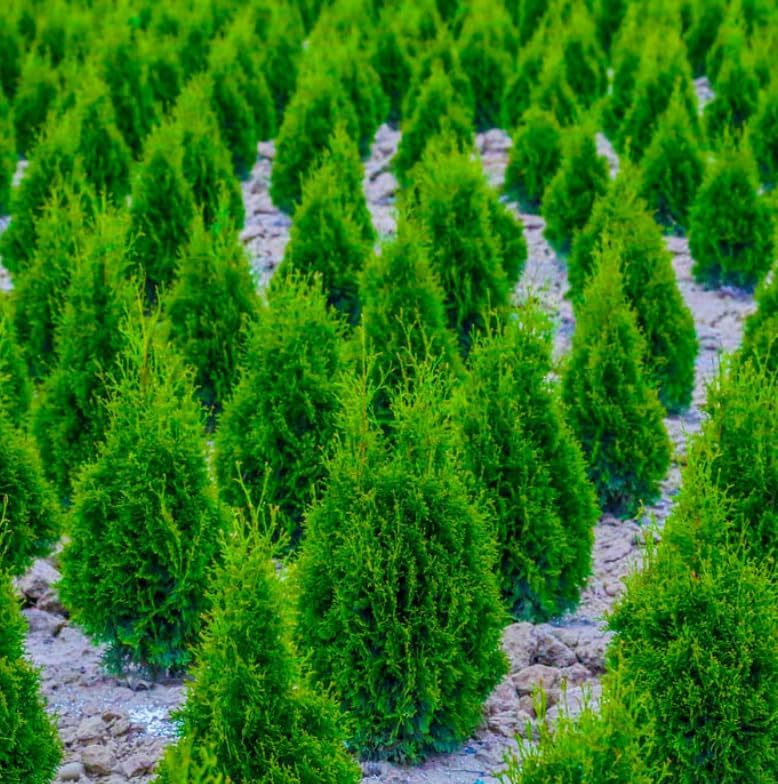 20 Murray Cypress Trees - 6-12'' Tall Live Plants - Fast Growing Privacy Screen Seedlings - Evergreen Hedges - Cupressus x leylandii ‘Murray’ - (20 Pack)