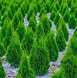 20 Murray Cypress Trees - 6-12'' Tall Live Plants - Fast Growing Privacy Screen Seedlings - Evergreen Hedges - Cupressus x leylandii ‘Murray’ - (20 Pack)