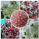 Hoya Semillas, Seed maceta de flores, semillas completa variedad Hoya carnosa 100 partículas/Bolsa por tantarashop