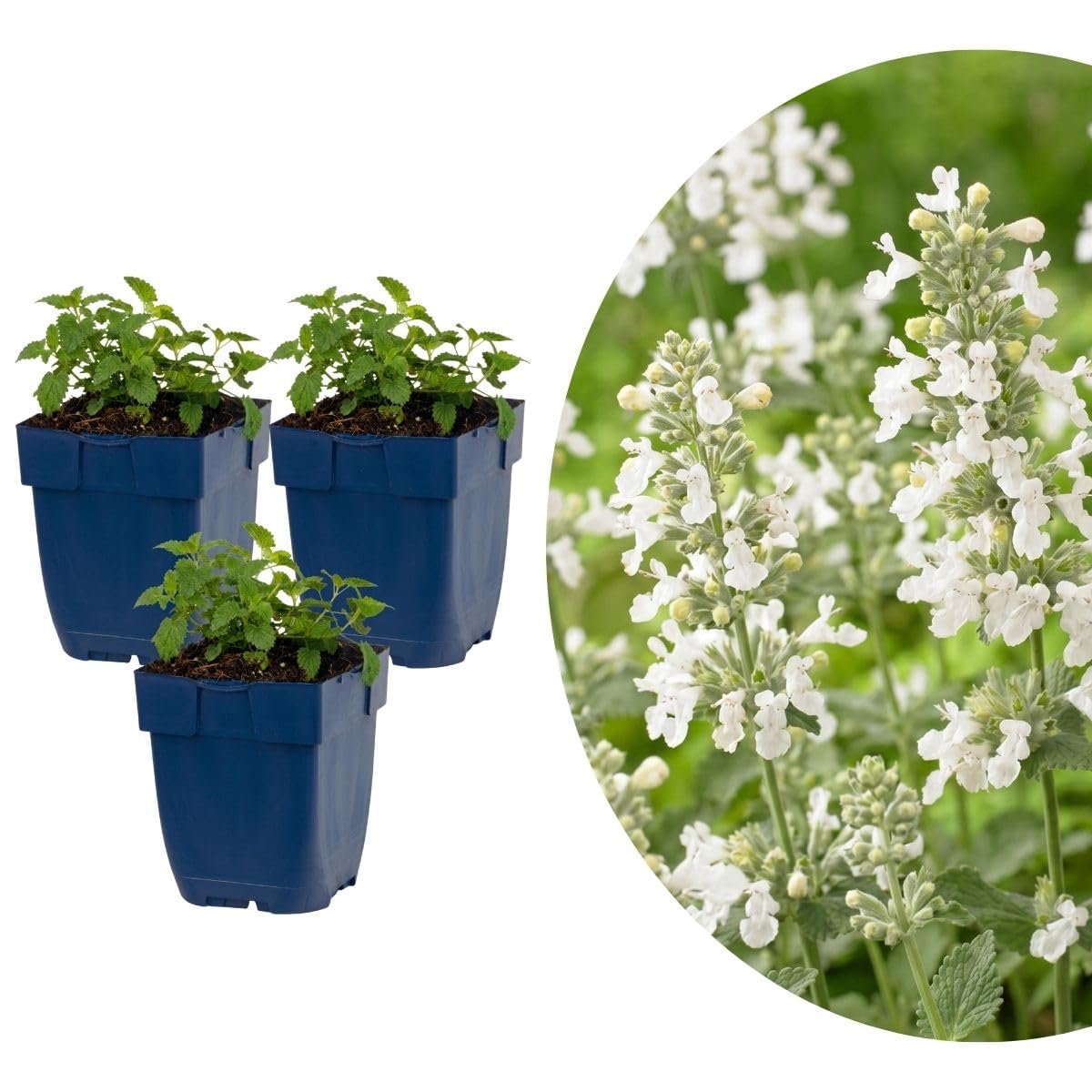 MyGreenHelp Nepeta 'Snowflake' - Piante in Vaso 11 cm - Nepeta Perenne Aromatica, Fiori Bianchi, Pieno Sole - Per Bordure, Aiuole e Vasi (Set 3 Piante)