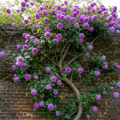 Image of Climbing Rose Hybrid Seeds Pack - Large Flowers- 70 Easy-to-Grow Seeds for Vibrant Blooms, Suitable for All Indian Climates (VOILET)