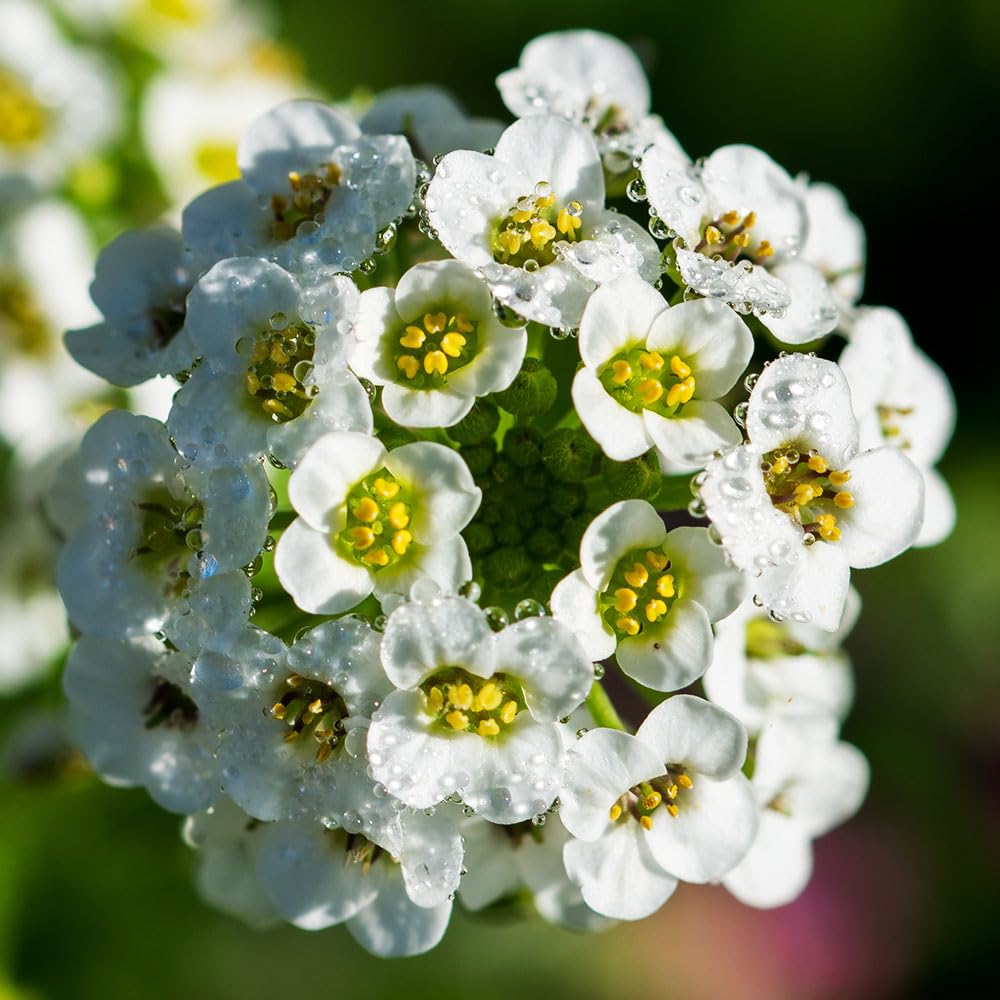 Alyssum Aphrodite Mix Seeds – Extra Compact & Richly Coloured – RHS Plants for Pollinators – Hardy Annual – for Your Beautiful Garden