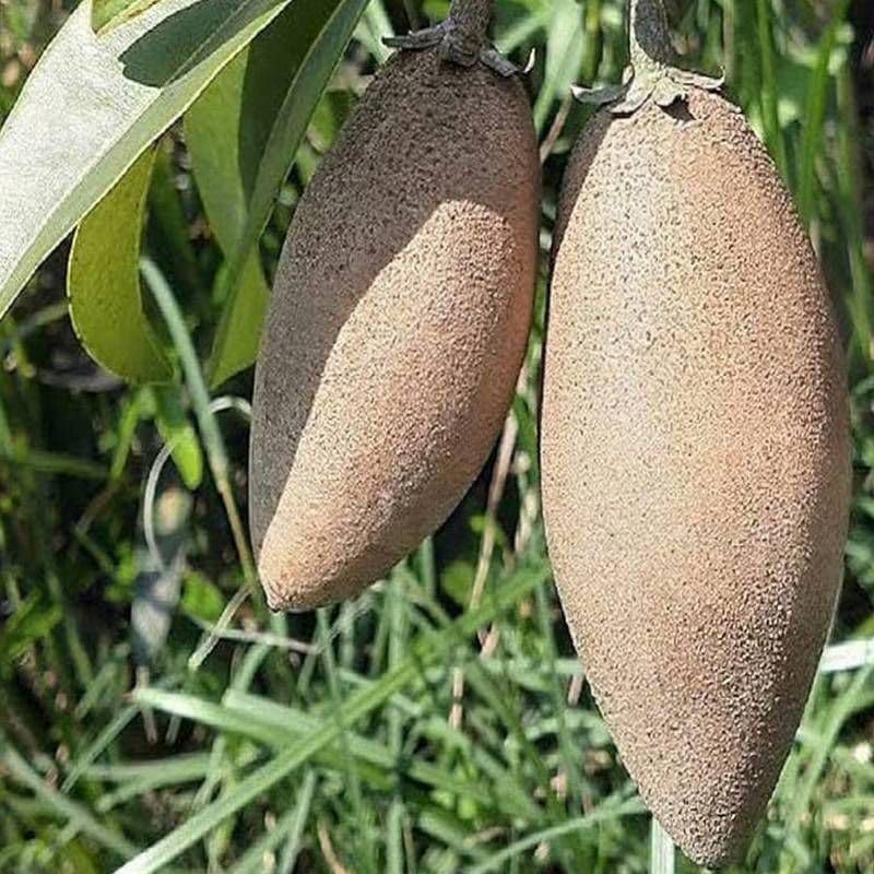 Image of PACK OF 1 LONG THAI CHIKU FRUIT PLANT OUTDOOR GARDEN LIVE ORGANIC GRAFTING HYBRID TREE