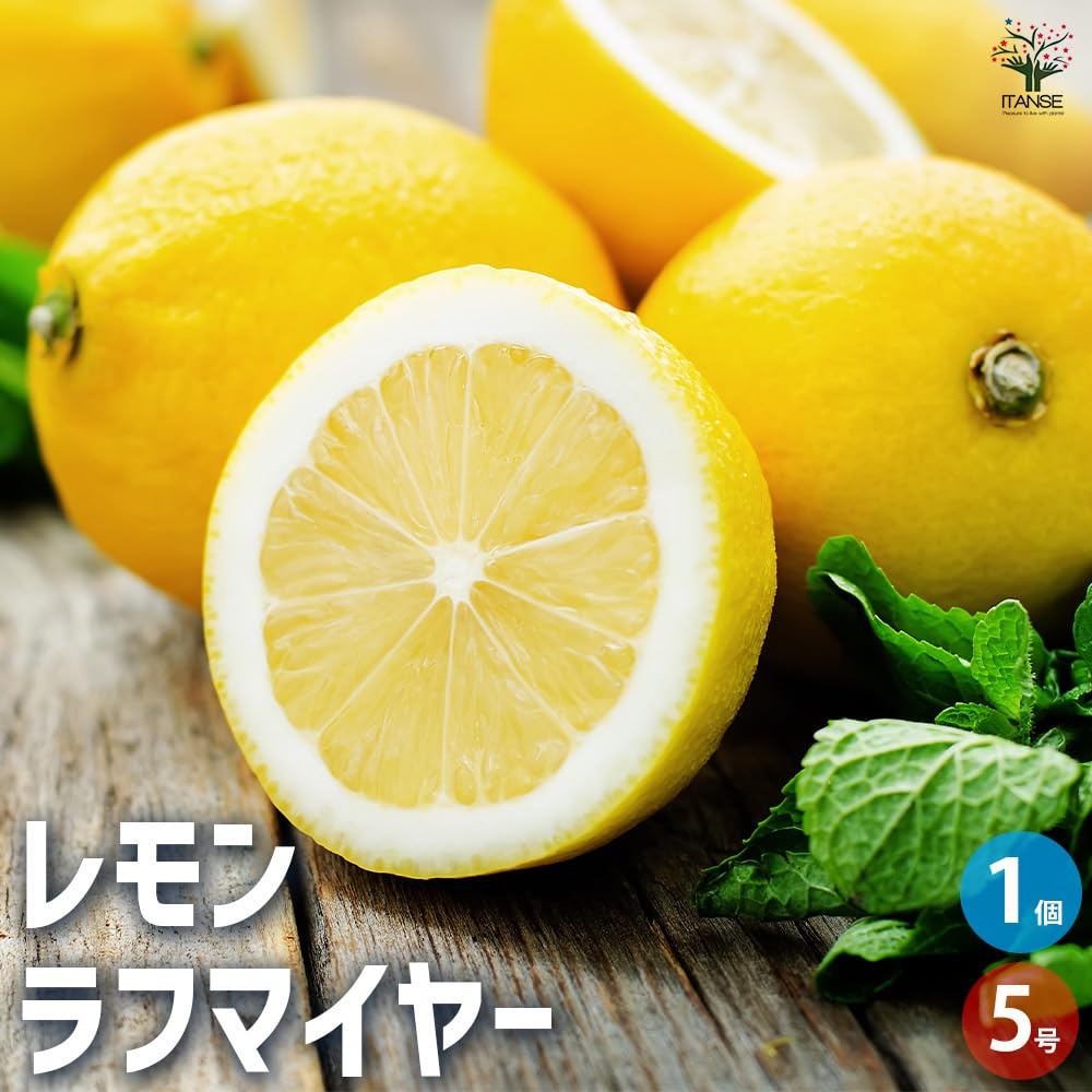 レモンページ、 Amazon.co.jp: ITANSE レモン ラフマイヤー 5号 1個売り 品種で