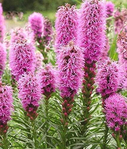 Miniatura 4 de Semillas Liatris Spikata Rosa (Estrella Ardiente)
