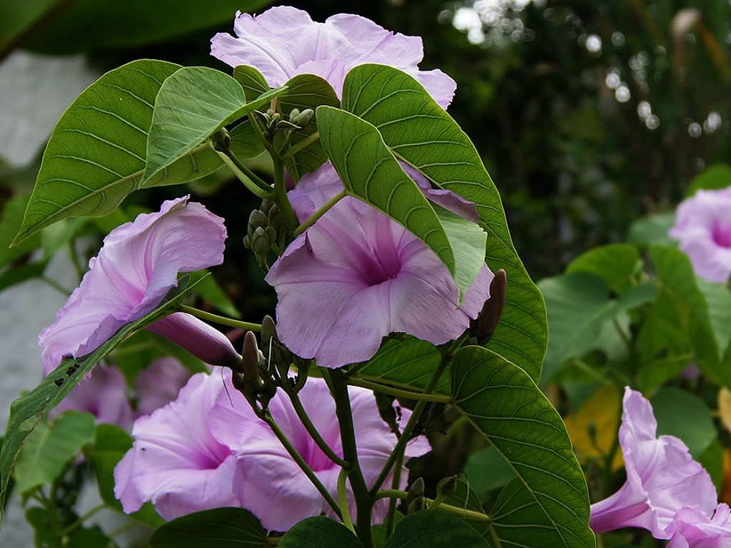 G.M.J.K ENTERPRISE 5 nos Bush Morning Glory/Ipomoea carnea/Convolvulus carneus plant in polybeg for growing, Green (newcom)