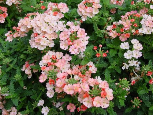 100 Mixed Colors Verbena Hortensis Flower Seeds #TOP2