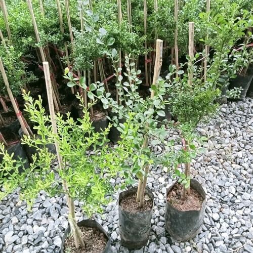 Image of GreenWorld Special & Rare Long Finger Yellow Australion Lime,Lemon /Lebu Plant(Australion Variety) Healthy Live Plant,'' Fruit After 1 Year''