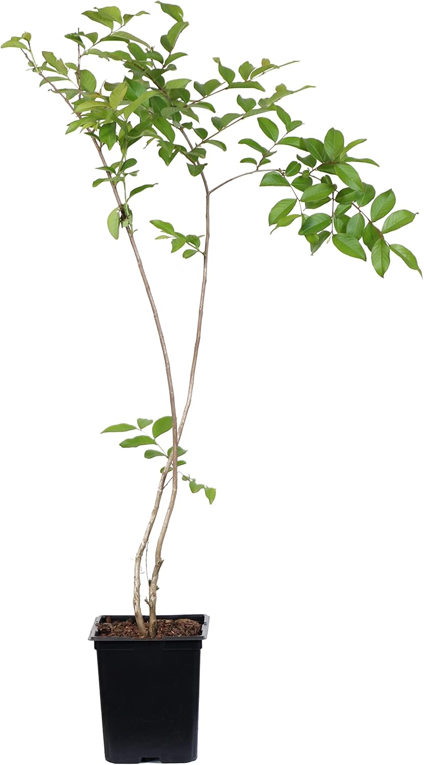 Brighter Blooms - Muskogee Crape Myrtle Tree, 2-3 ft. - No Shipping to AK, AZ, HI, OR