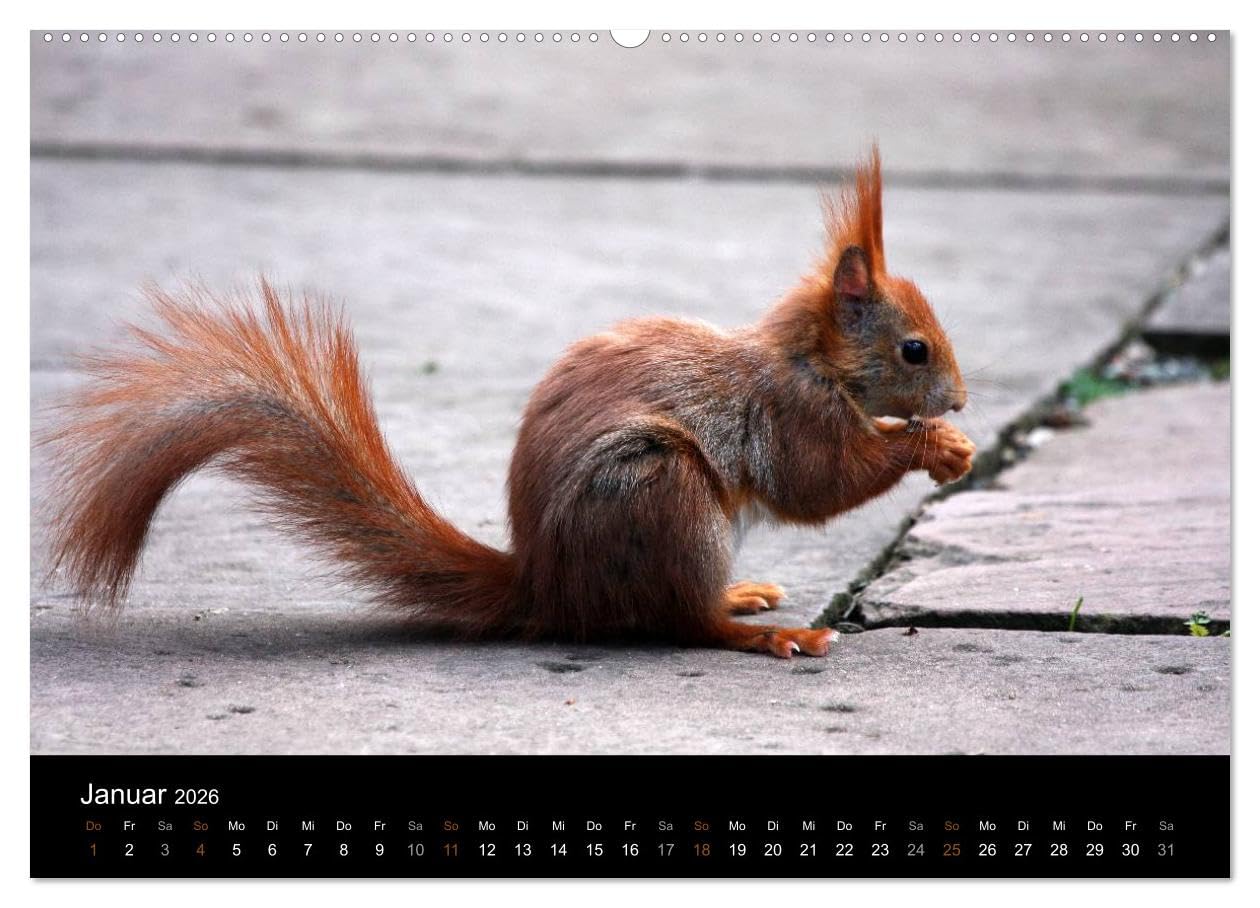 Eichhörnchen (hochwertiger Premium Wandkalender 2026 DIN A2 quer), Kunstdruck in Hochglanz: Gattung der Hörnchen-Familie (CALVENDO Tiere)