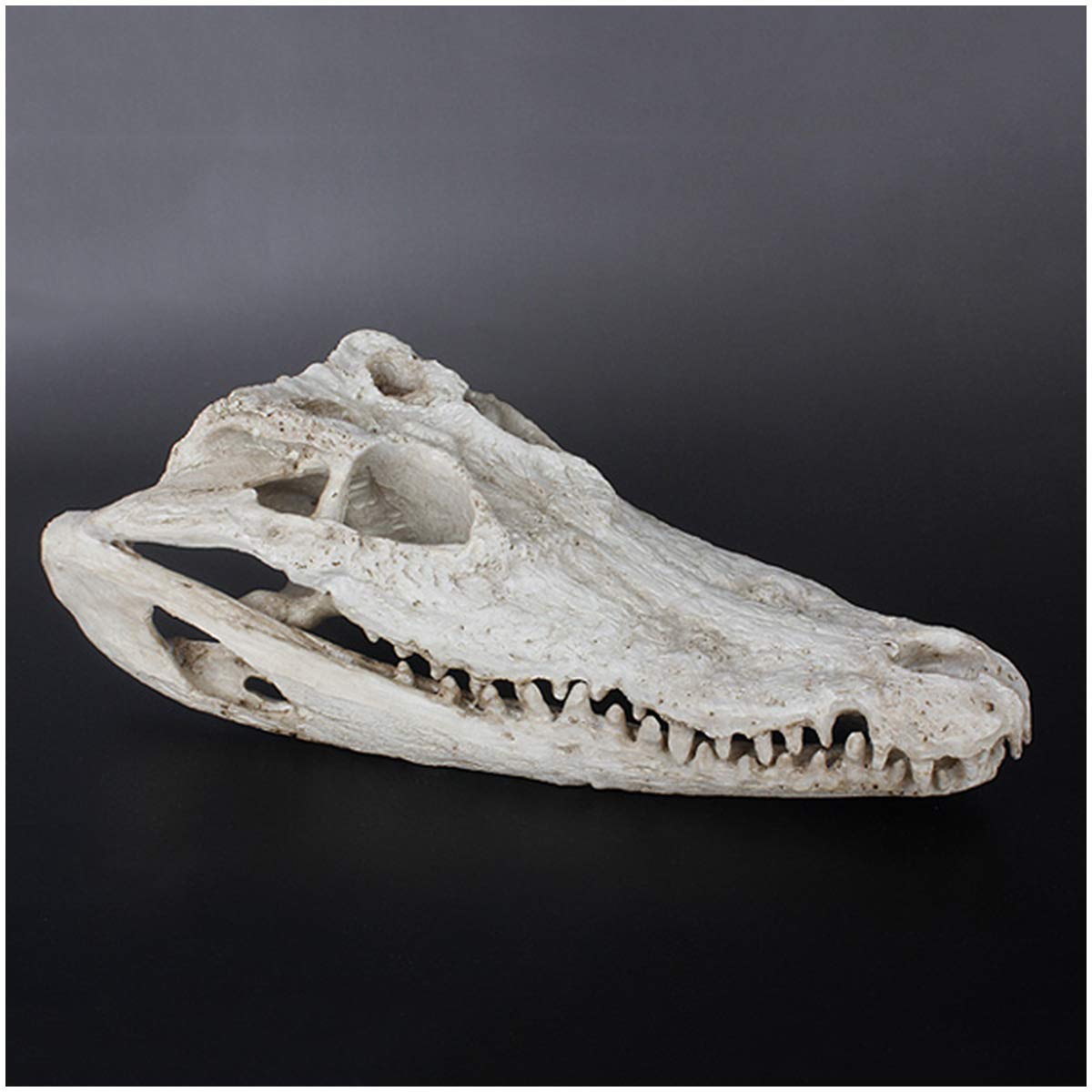 Teschio di Coccodrillo Reale Testa di Alligatore Modello in Resina Simulazione Cranio Esemplare per Acquario Terrario Serbatoio di Pesce Ornamento Replica Didattica