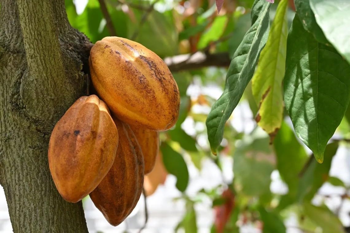 Cocoa Powder 1 kg - Raw 100% Madagascar - No Added Sugar | 8 61L+TFWtbsL. AC SL1140 -