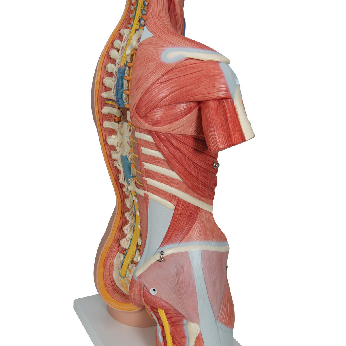 3B Scientific B40 Modelo de anatomía humana Torso de Lujo Con Músculos, 31 Partes + software de anatomía gratuito - 3B Smart Anatomy