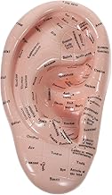 Ear Model for Acupuncture Auriculotherapy – Detailed Ear Chart for Acupuncture Point Identification & Therapy Learning | English Language, Ideal for Students and Practitioners