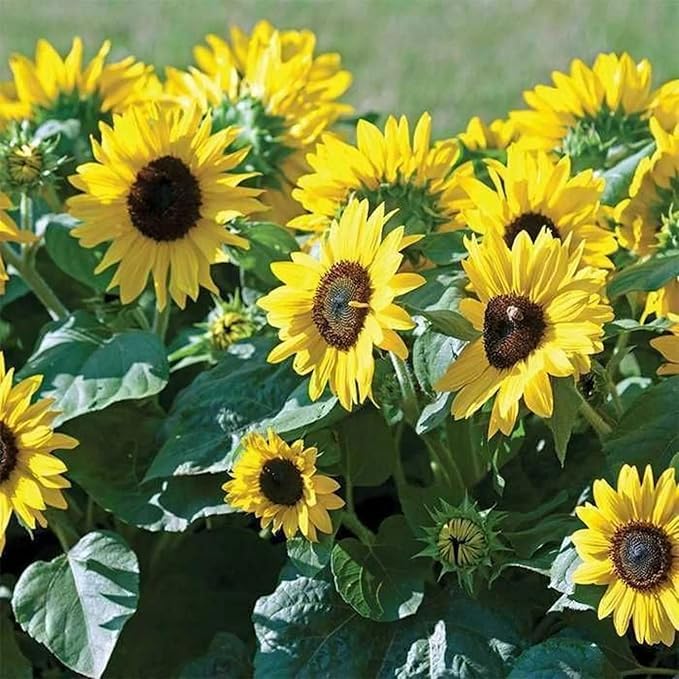 Image of Mini Sunflower Live Plant - Dwarf Flowering Plant for Pots, Balcony & Home Garden (Pack Of 50+ Seed)